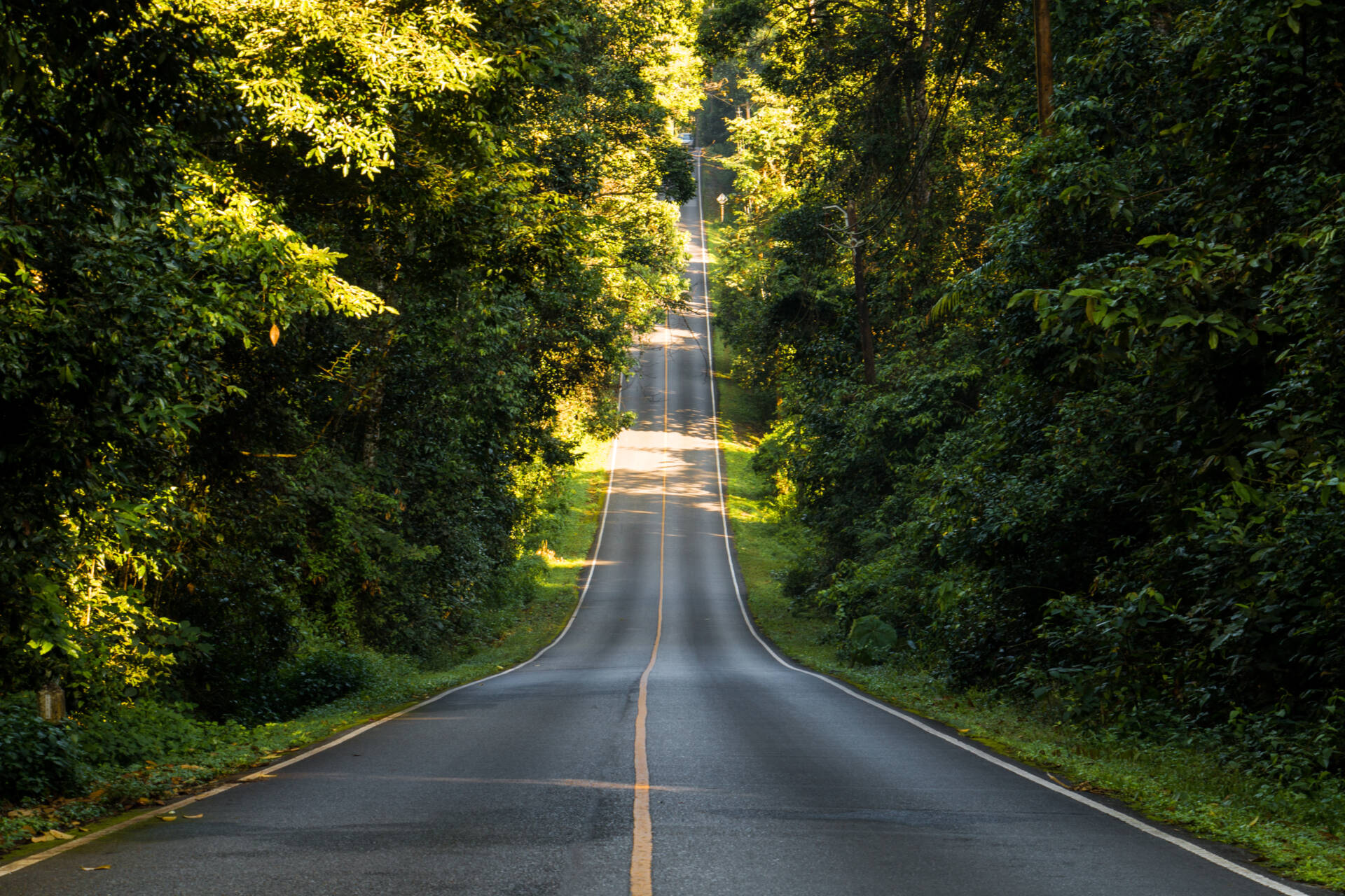 Scenic two-lane road winding through a dense green forest with sunlight filtering through the trees.