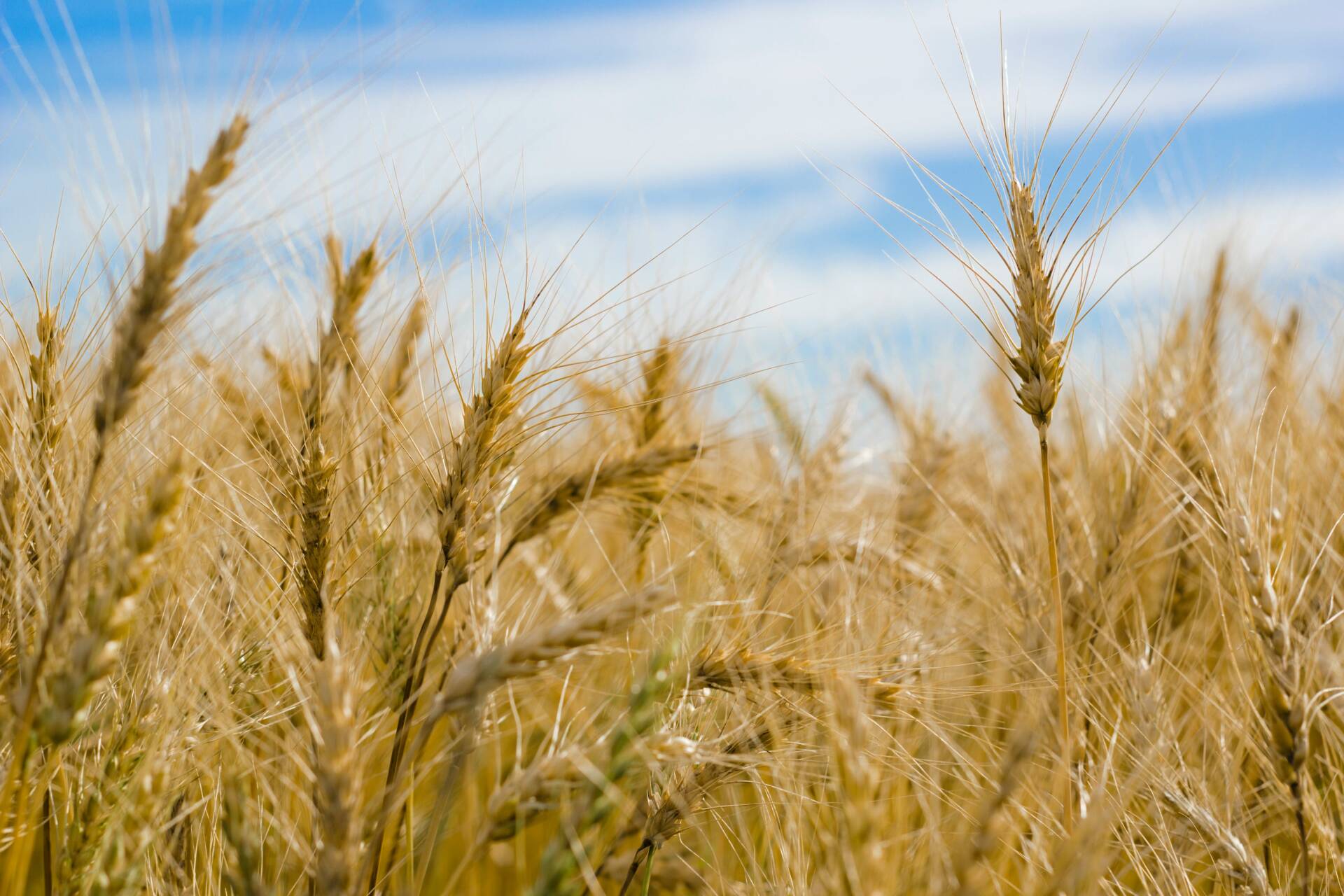 Close-up of golden wheat stalks swaying in a field under a partly cloudy blue sky.